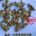 芝麻花干花中药材芝麻花