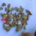 芝麻花干花中药材芝麻花