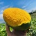 凯特芒果电商一件代发