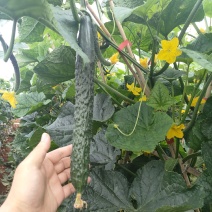 贵州高山露天黄瓜绿瓤绿肉产地鲜货干花密刺电商市场