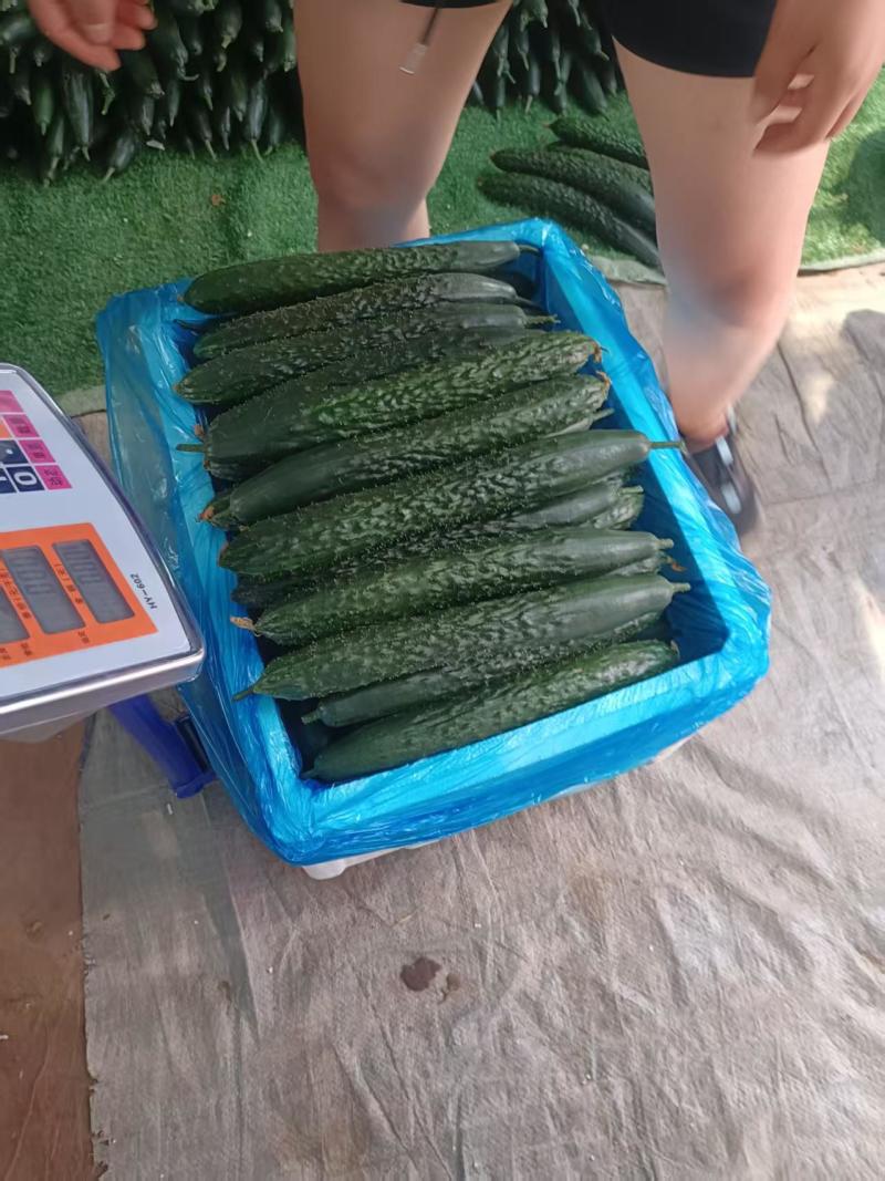 贵州高山露天黄瓜绿瓤绿肉产地鲜货干花密刺电商市场