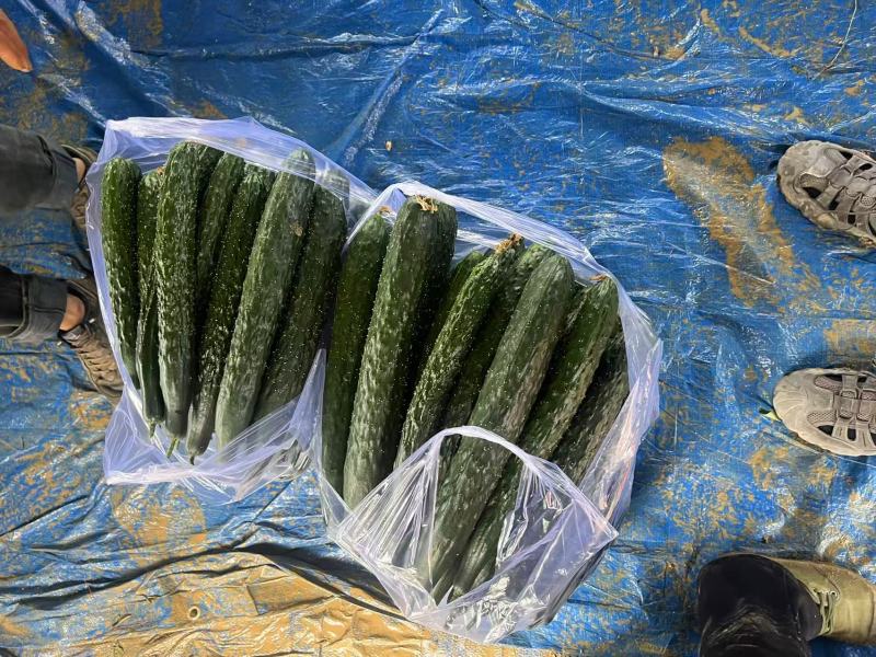 贵州高山露天黄瓜绿瓤绿肉产地鲜货干花密刺电商市场