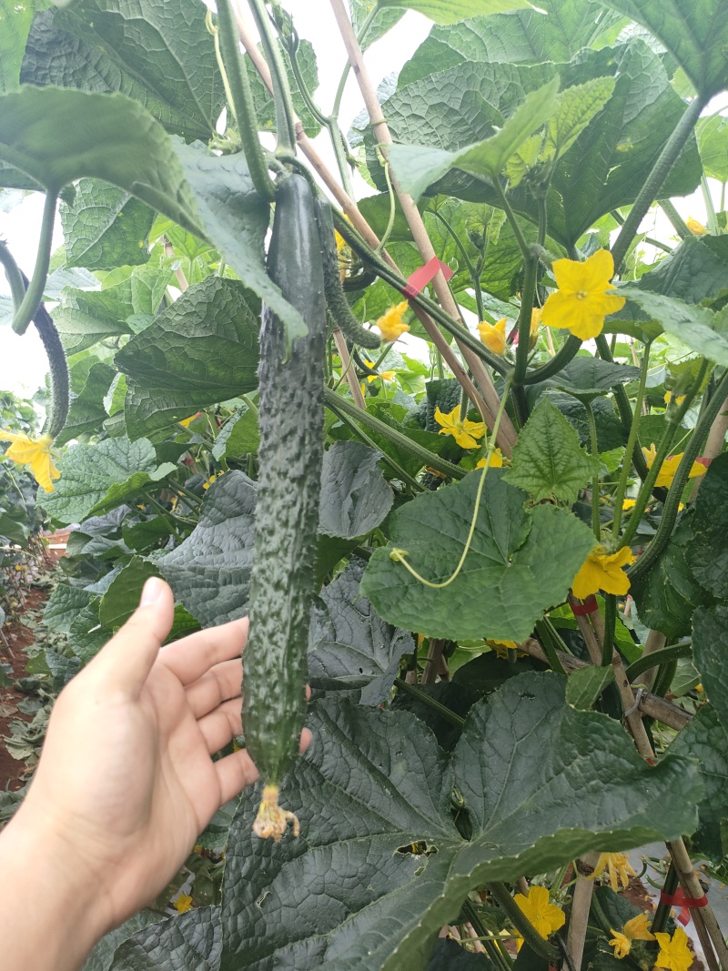 贵州高山露天黄瓜绿瓤绿肉产地鲜货干花密刺电商市场