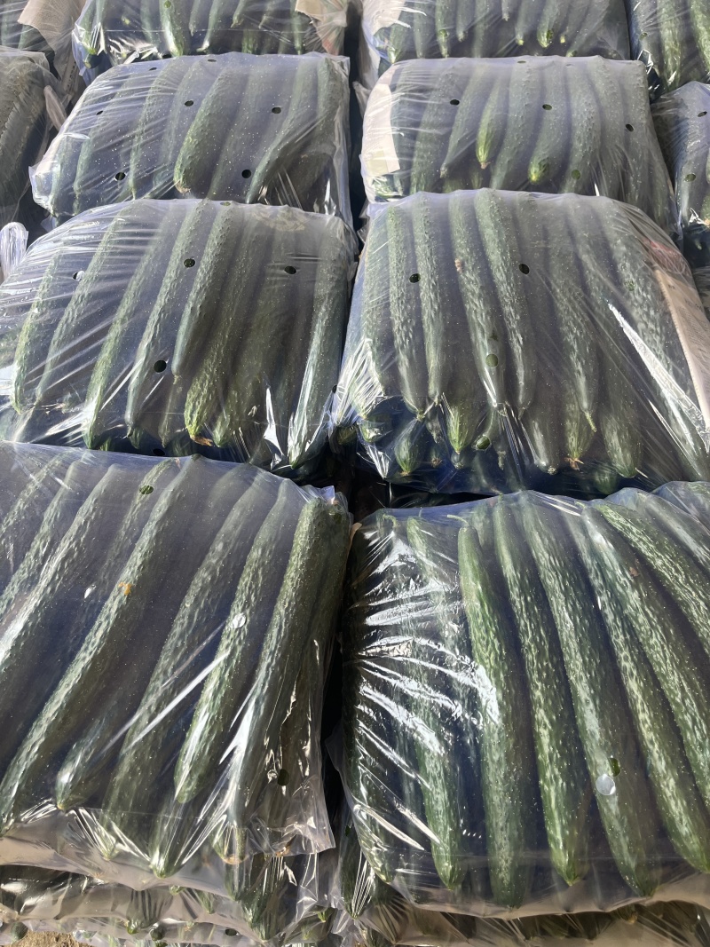 贵州高山露天黄瓜绿瓤绿肉产地鲜货干花密刺电商市场