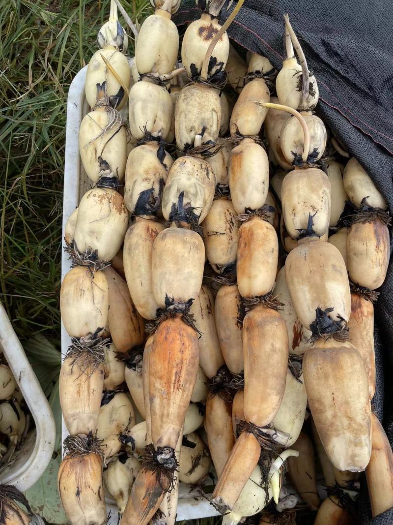 精品莲藕沙地莲藕一手货源质量保证产地直发量大从优
