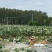 精品莲藕沙地莲藕一手货源质量保证产地直发量大从优