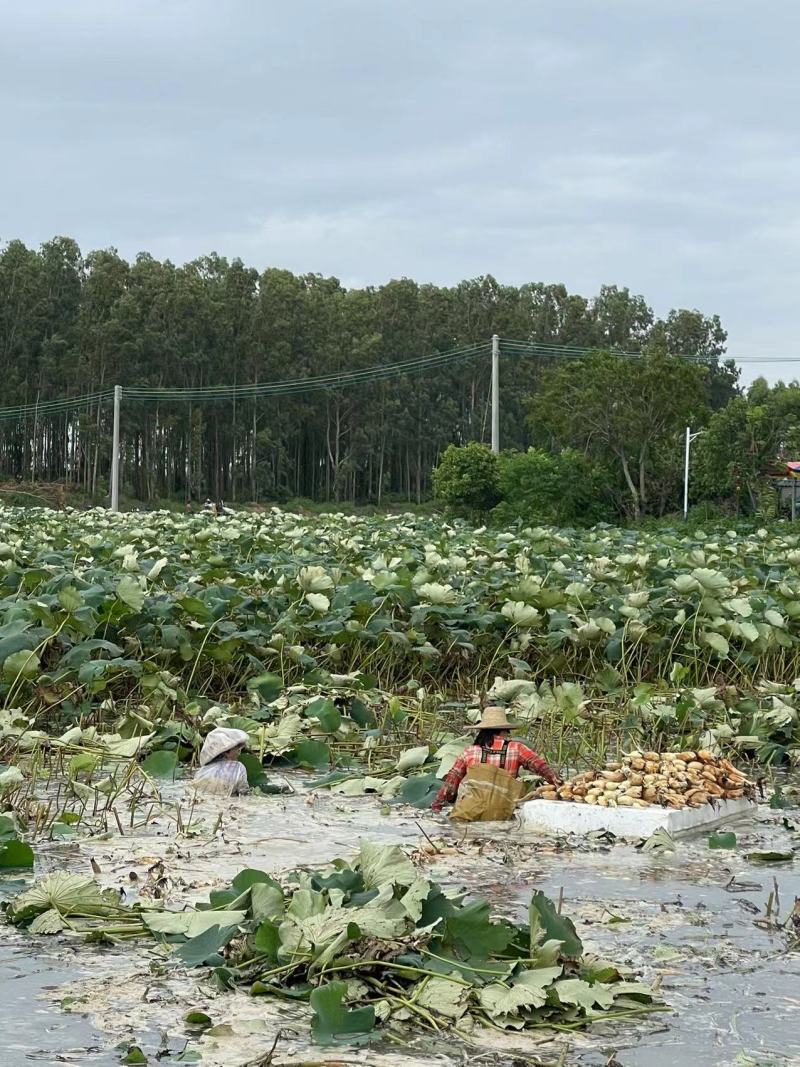 精品莲藕沙地莲藕一手货源质量保证产地直发量大从优
