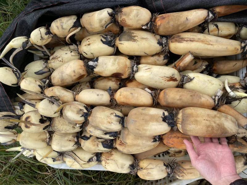 精品莲藕沙地莲藕一手货源质量保证产地直发量大从优