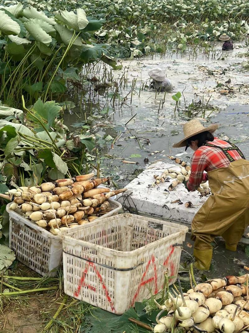 精品莲藕沙地莲藕一手货源质量保证产地直发量大从优