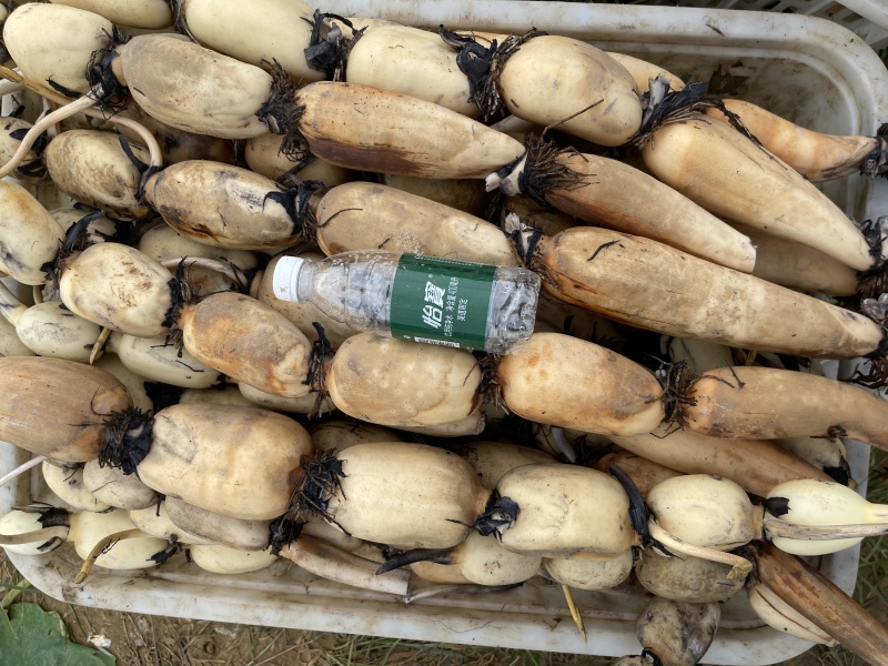 精品莲藕沙地莲藕一手货源质量保证产地直发量大从优