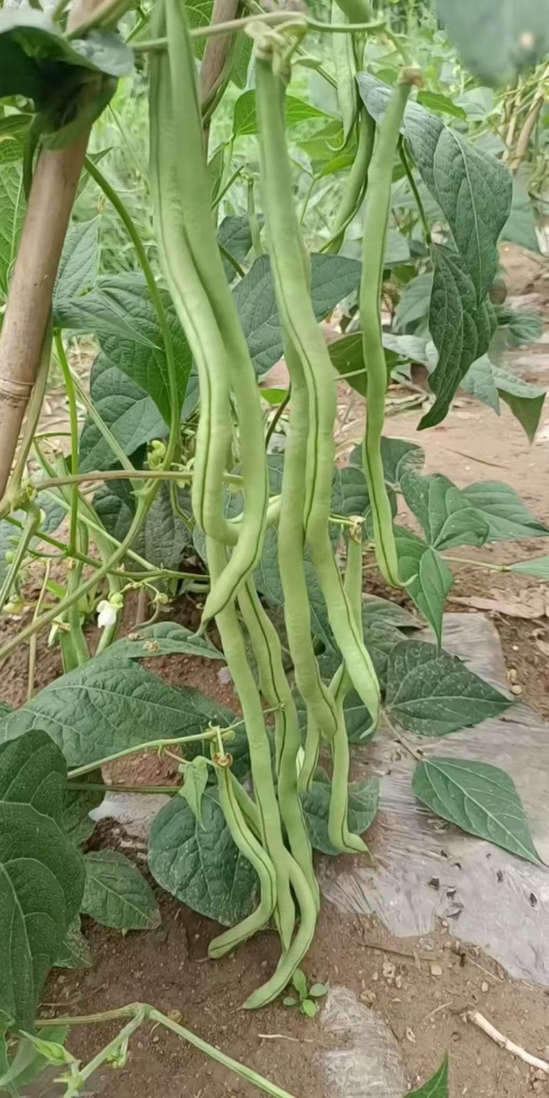 甘肃武山无筋架豆王大量上市中，质量优，价格合适，产地直发