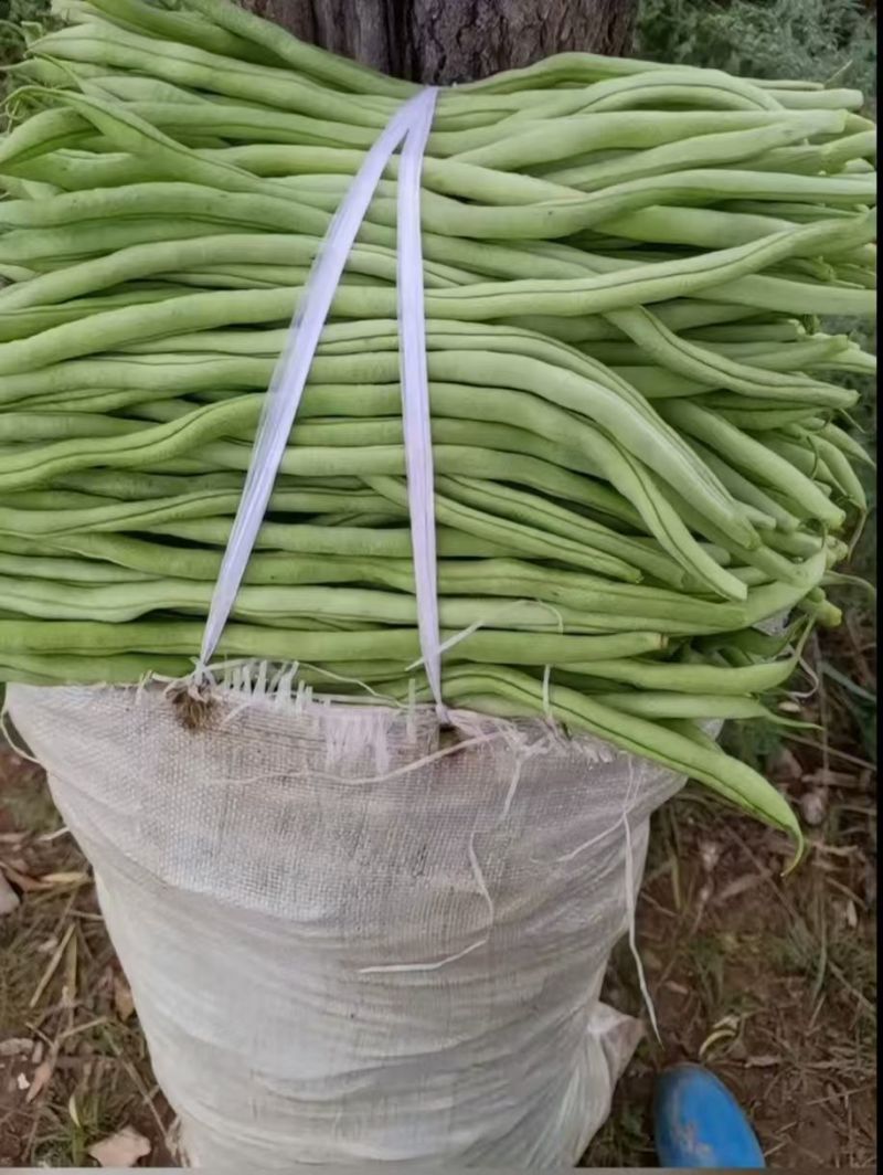 甘肃武山无筋架豆王大量上市中，质量优，价格合适，产地直发