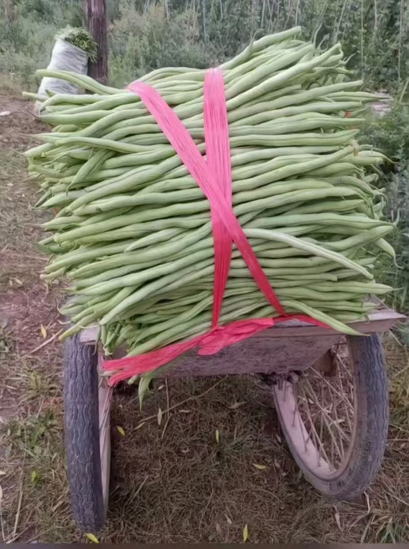 甘肃武山无筋架豆王大量上市中，质量优，价格合适，产地直发
