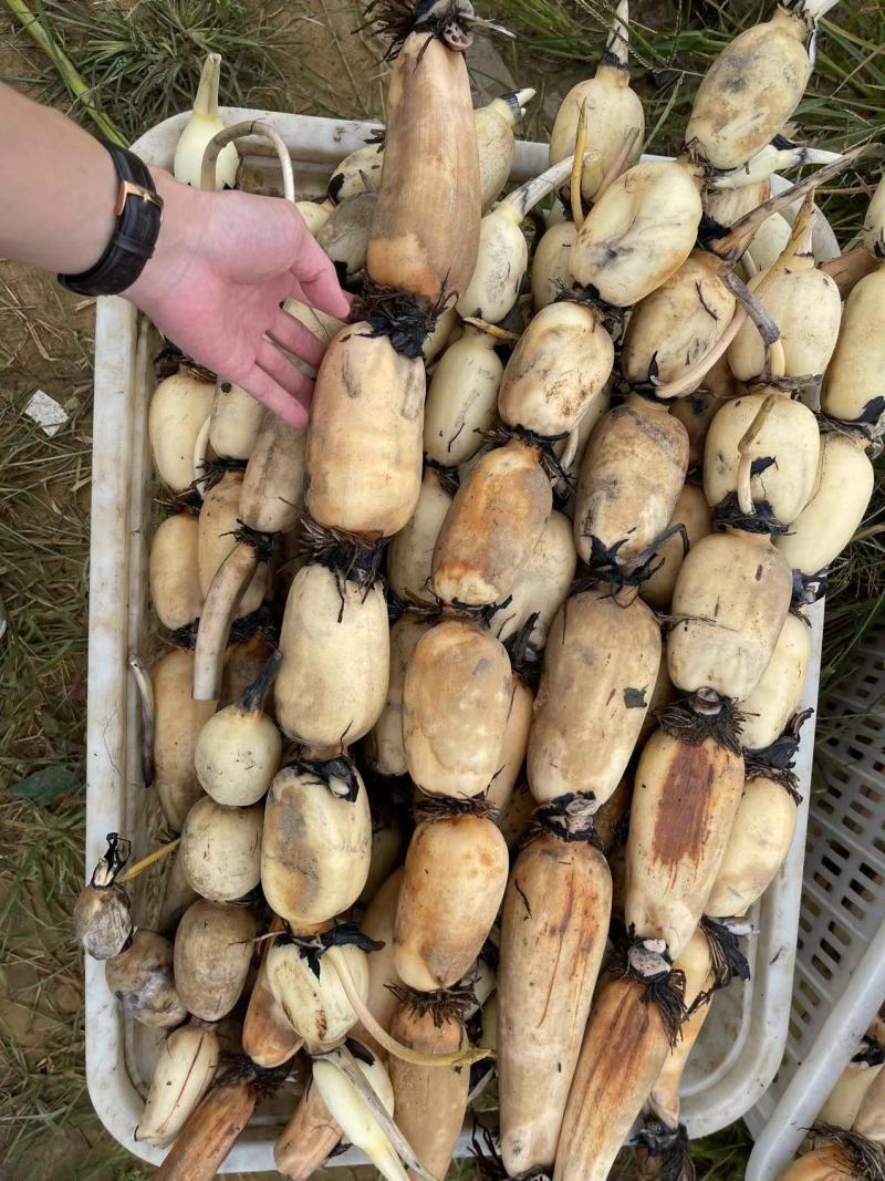精品莲藕沙地莲藕一手货源质量保证产地直发量大从优