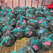大闸蟹产地直发，每一只都是满肉满黄。只做精品