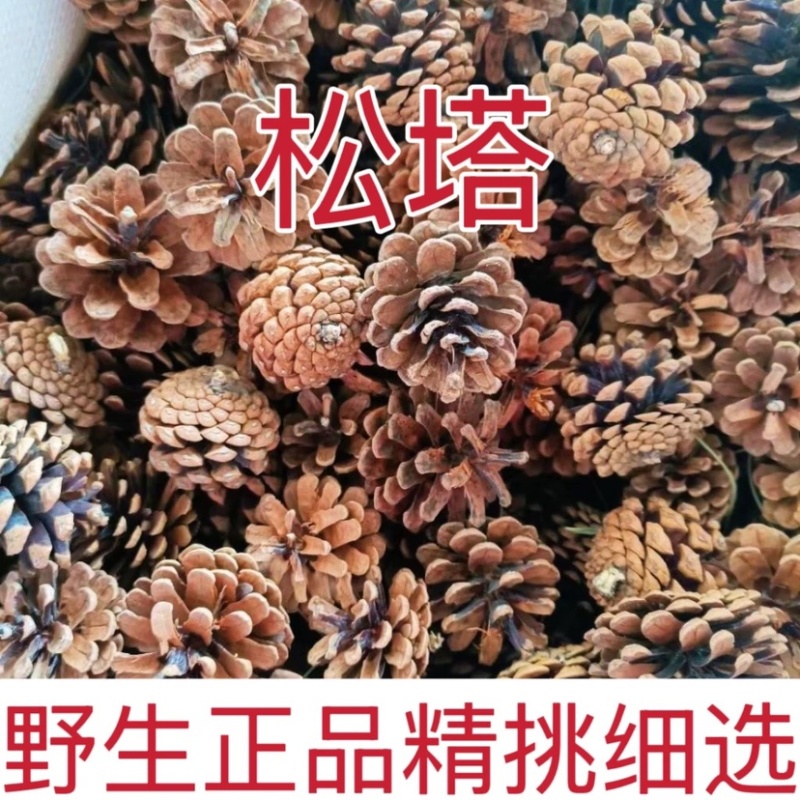 松塔油松塔