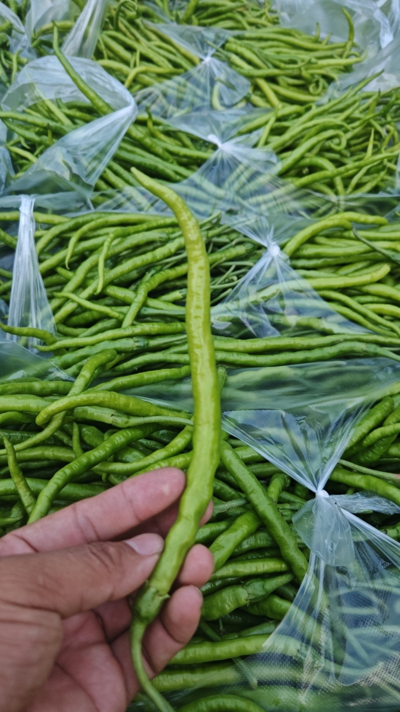 8号薄皮线椒
