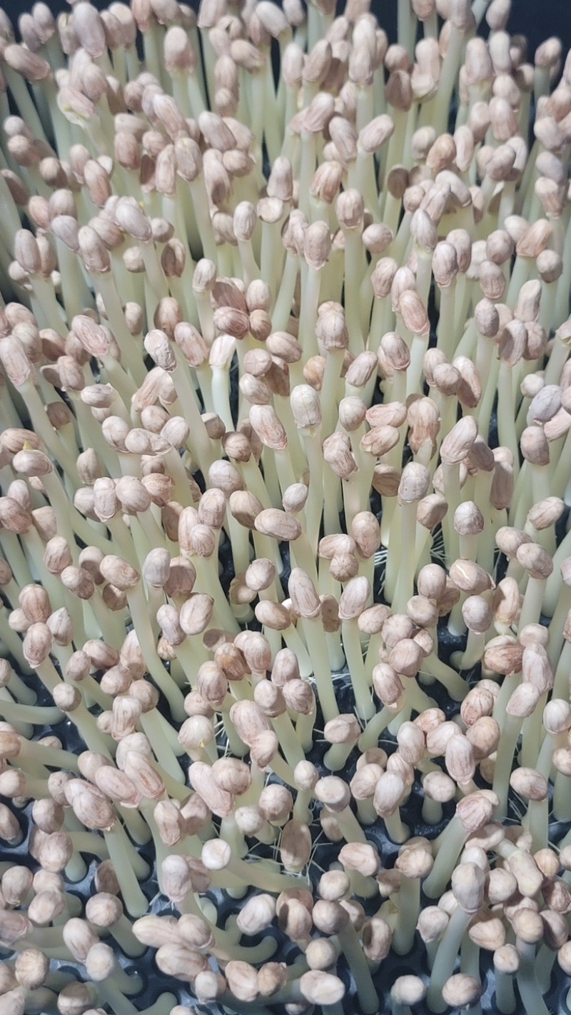 精品花生芽大量供应云南基地直发，规格齐全，新鲜发货