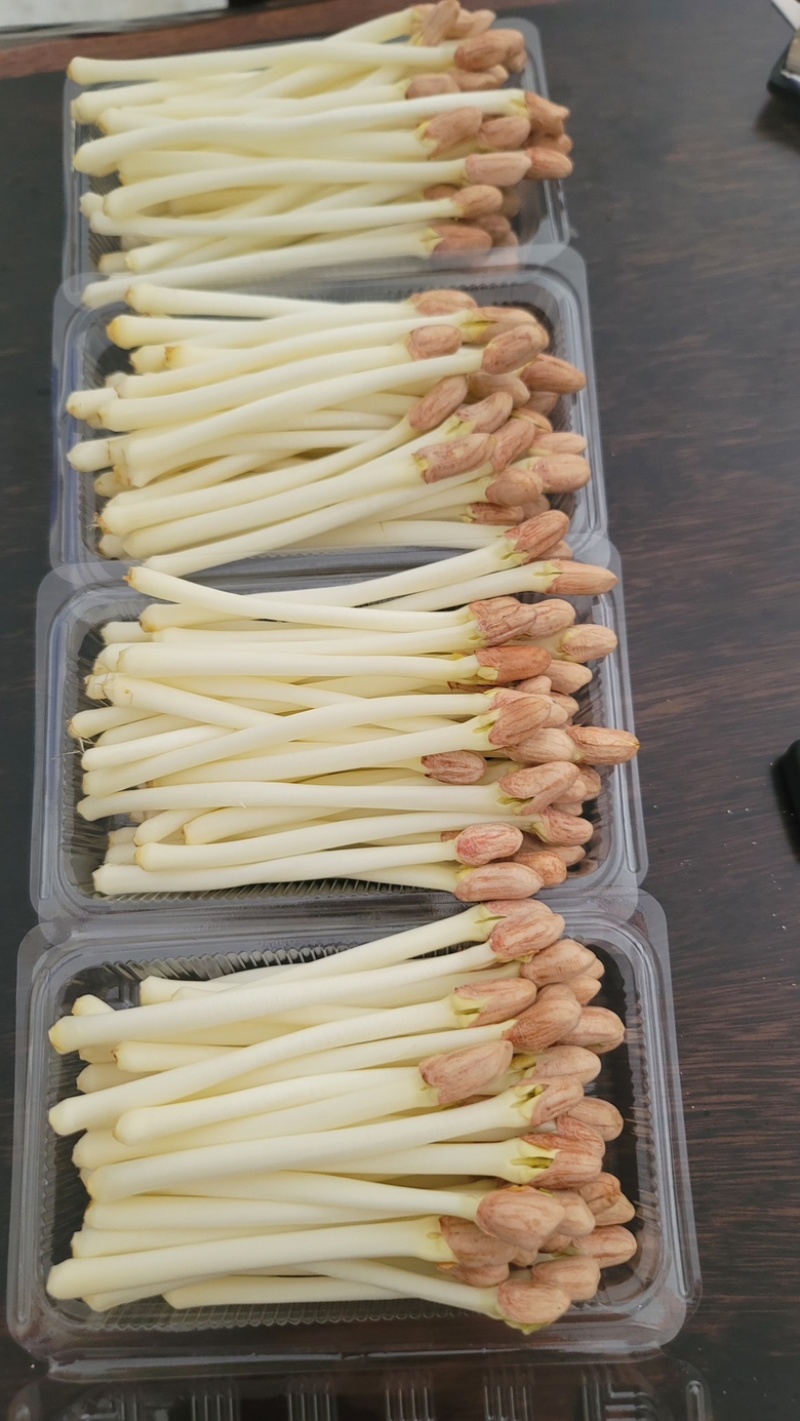 云南新鲜花生芽大量供应新鲜，不开花，不发霉，规格齐全