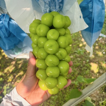 阳光玫瑰葡萄，底糖15＋