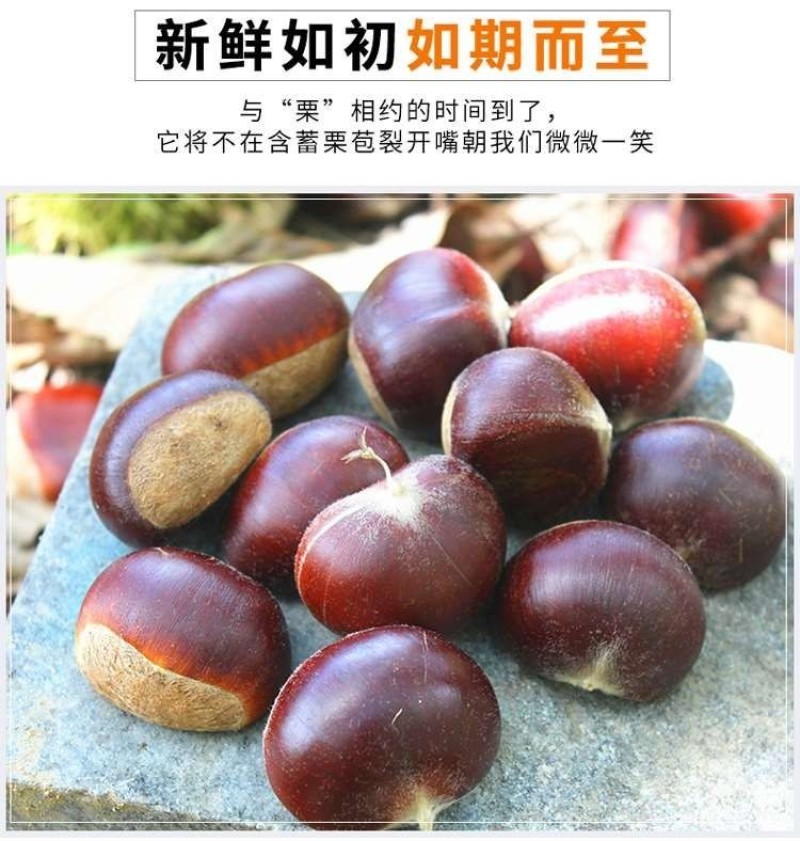 云南高山野生红皮板栗