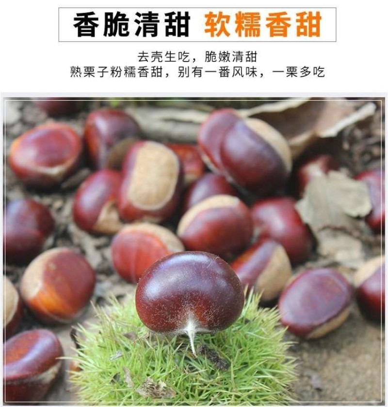 云南高山野生红皮板栗