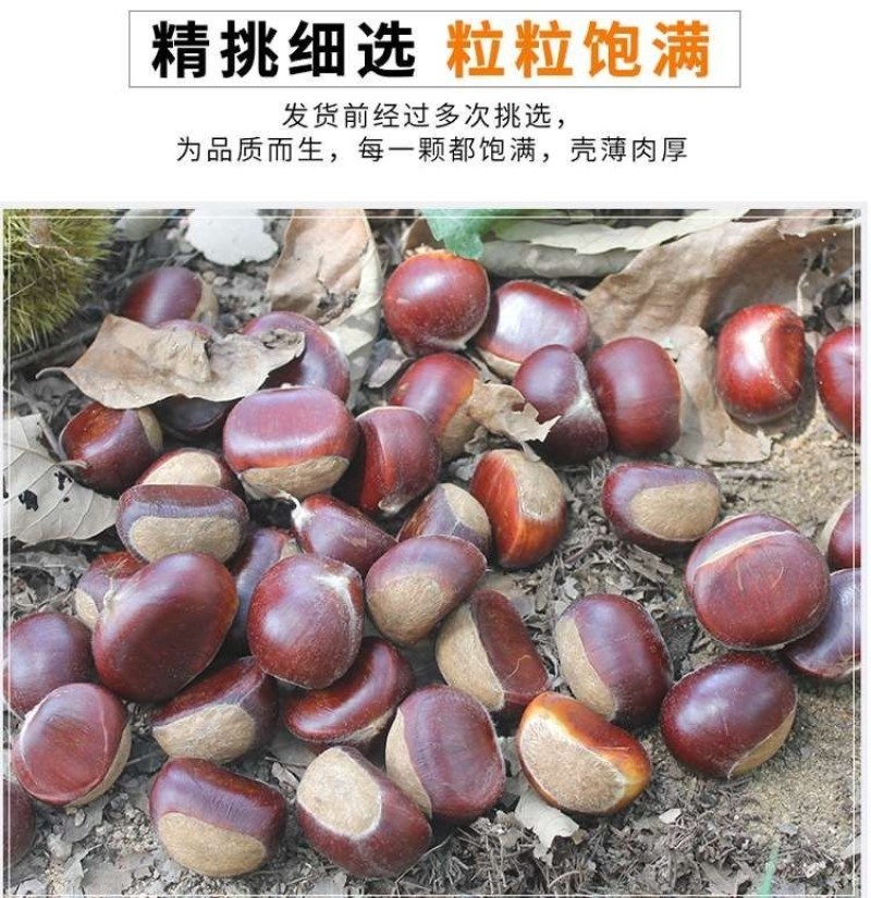 云南高山野生红皮板栗