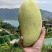 贵州金煌芒大量上市中，一手货源，批发零售视频看货