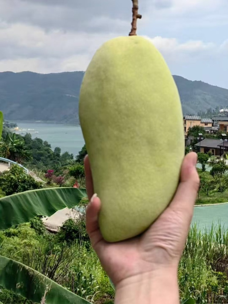 贵州金煌芒大量上市中，一手货源，批发零售视频看货
