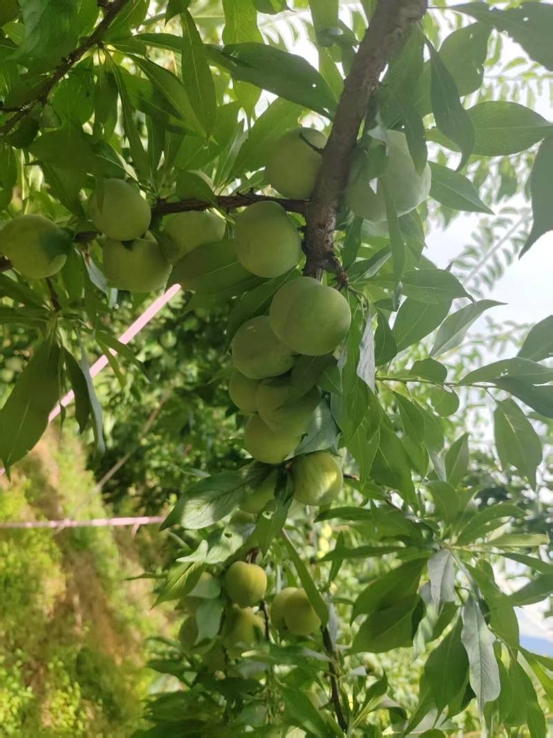 巫山青脆李，大量有货，对接全国市场电商平台