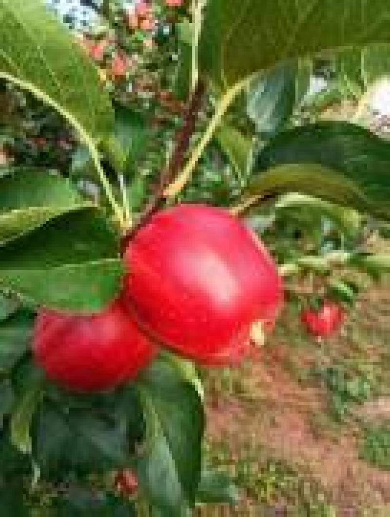 123小苹果，辽源东丰县县123小苹果供超市电商批发市场