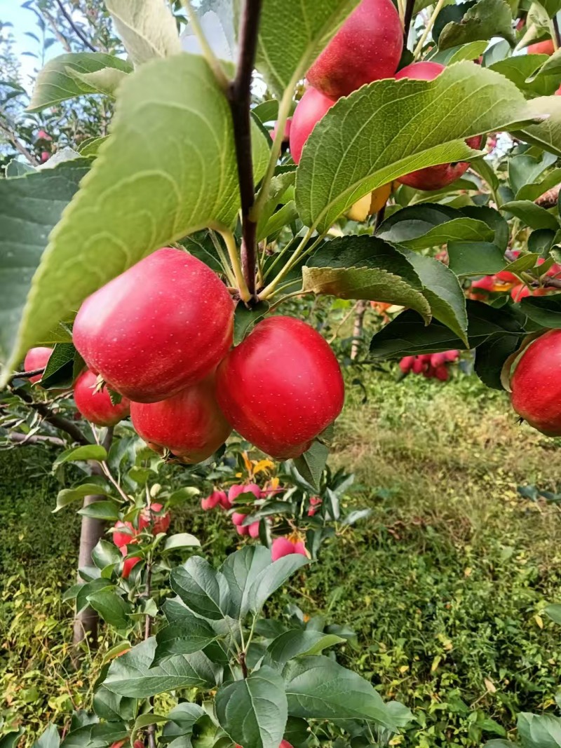 123小苹果，辽源东丰县县123小苹果供超市电商批发市场