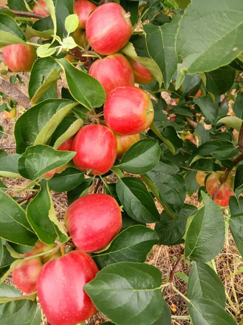 123小苹果，辽源东丰县县123小苹果供超市电商批发市场