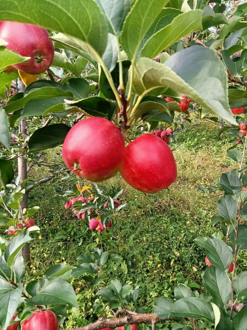 123小苹果，辽源东丰县县123小苹果供超市电商批发市场
