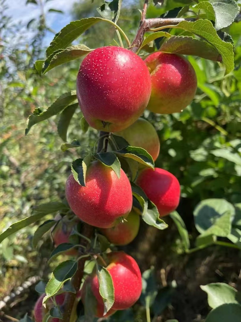 123小苹果，辽源东丰县县123小苹果供超市电商批发市场