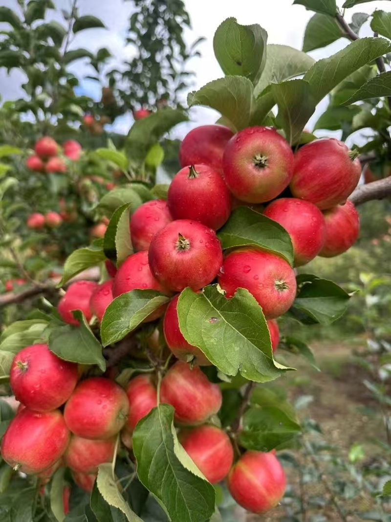 123小苹果，辽源东丰县县123小苹果供超市电商批发市场