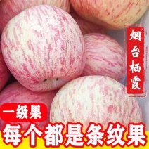 烟台苹果套纸袋苹果精品红富士嘎啦苹果黄金维纳斯