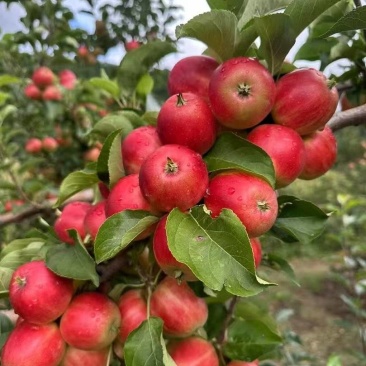 123小苹果，辽源东丰县县123小苹果供超市电商批发市场