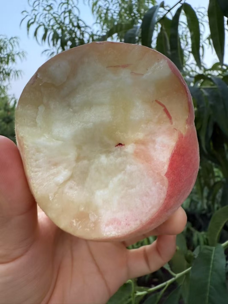 苏丽脆毛桃