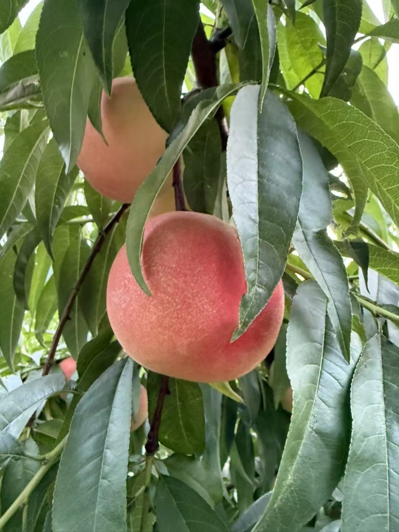 苏丽脆毛桃