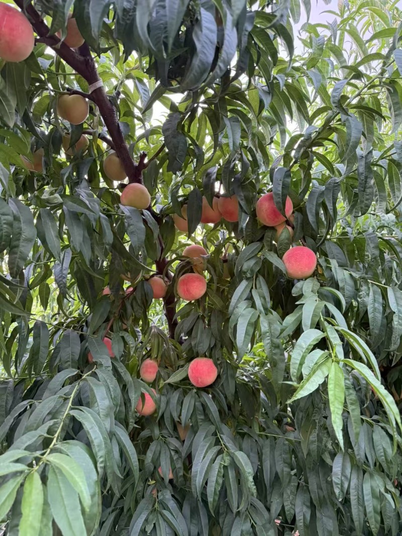 苏丽脆毛桃
