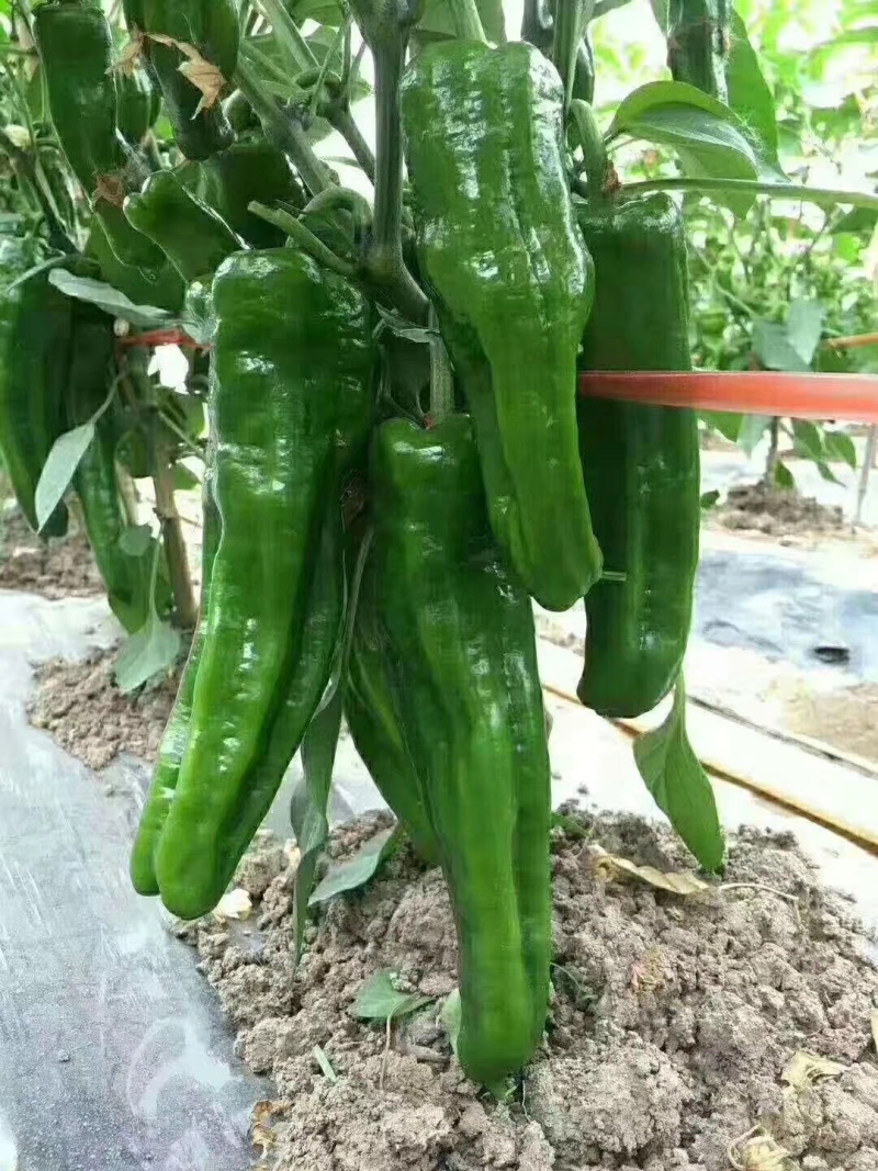 【推荐】夏邑301辣椒青椒一手货源价格优惠供应市场商超