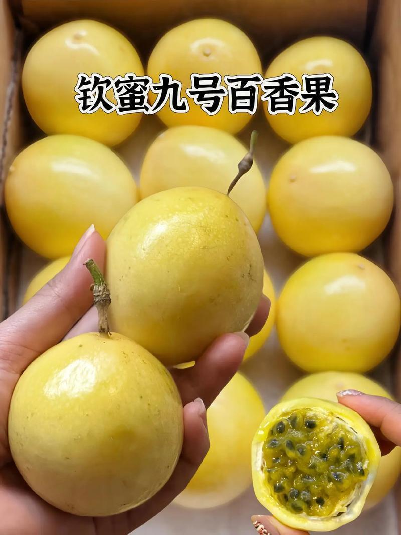 福建龙岩漳平市钦蜜九号百香果，现货大量供应，一手货源