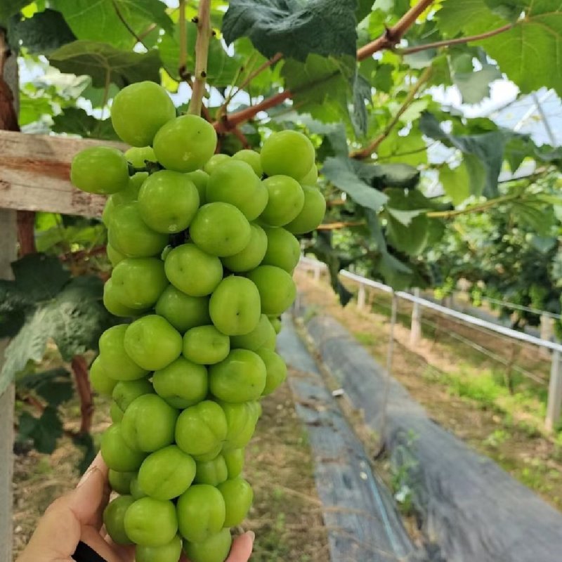 【推荐】阳光玫瑰葡萄供应市场商超电商一手货源量大价优