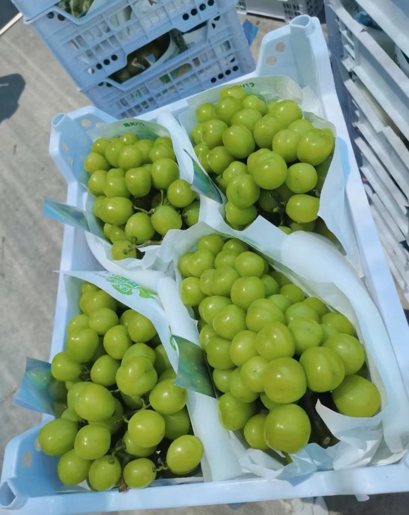 【推荐】阳光玫瑰葡萄供应市场商超电商一手货源量大价优