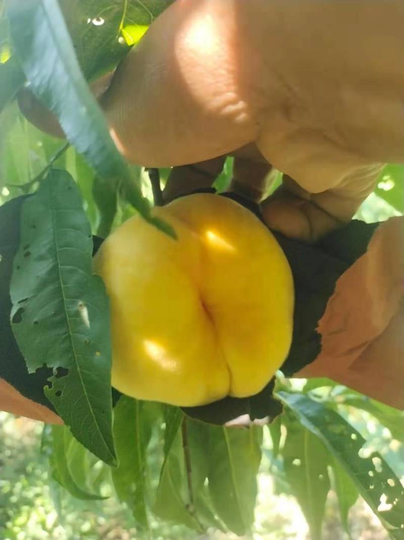 黄毛潘桃！十九号！二十一号！十万袋！需要的来