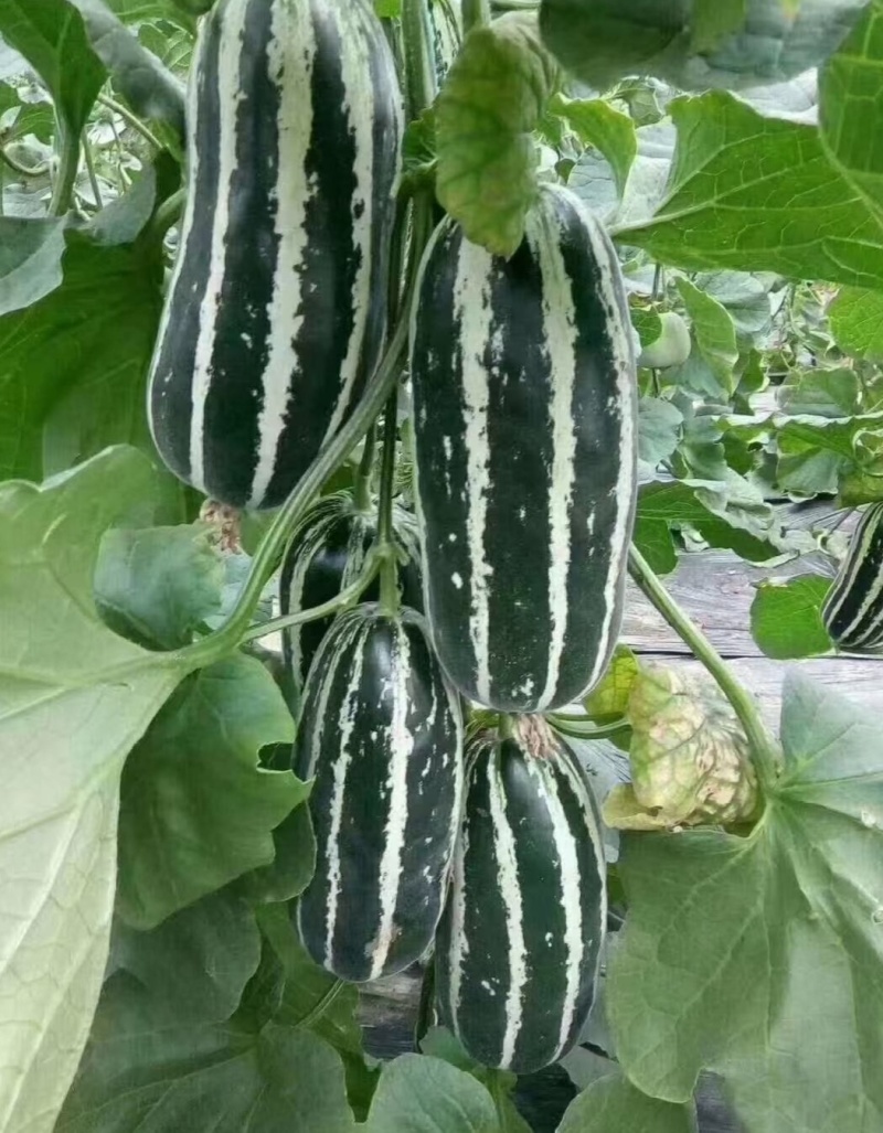 【推荐】博洋9号甜瓜供应市场商超电商一手货源量大价优