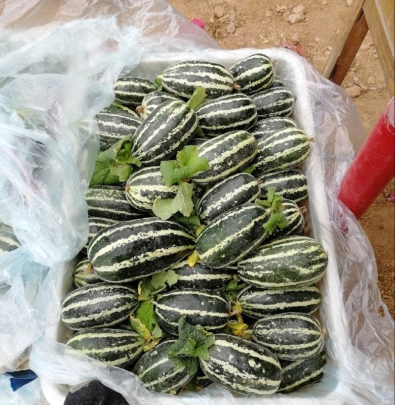 【推荐】博洋9号甜瓜供应市场商超电商一手货源量大价优