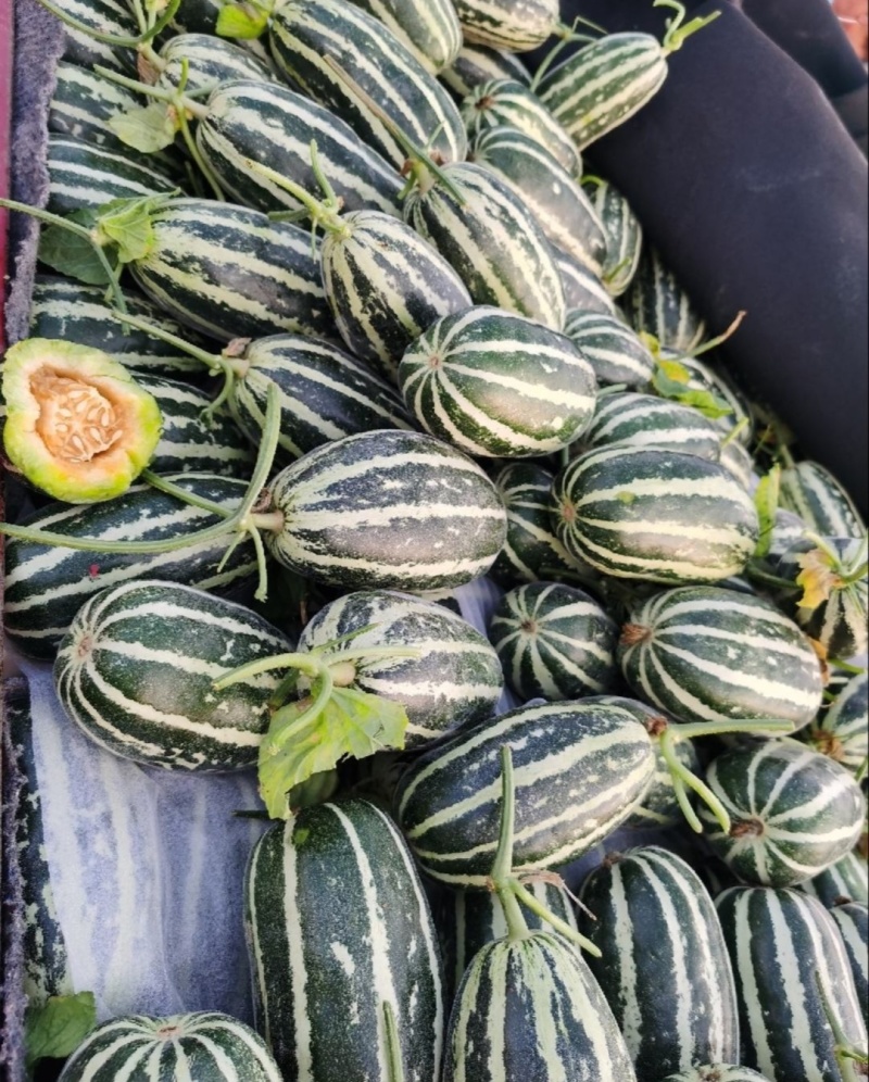 【推荐】博洋9号甜瓜供应市场商超电商一手货源量大价优