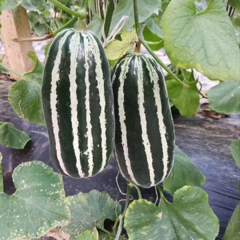 【推荐】博洋9号甜瓜供应市场商超电商一手货源量大价优